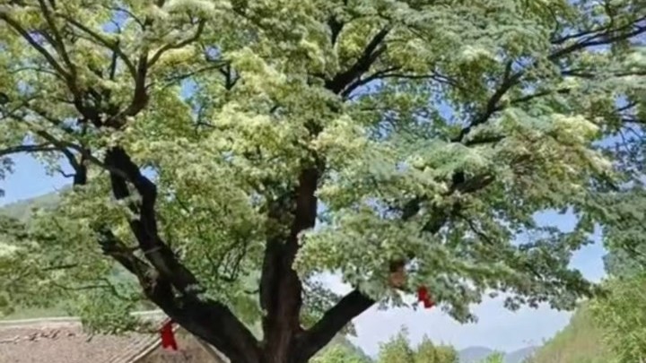 密云区新城子镇苏家峪村的580年古流苏树迎来最佳观赏期 密云区新城子镇苏家峪村的580年古流苏树迎来最佳观赏期