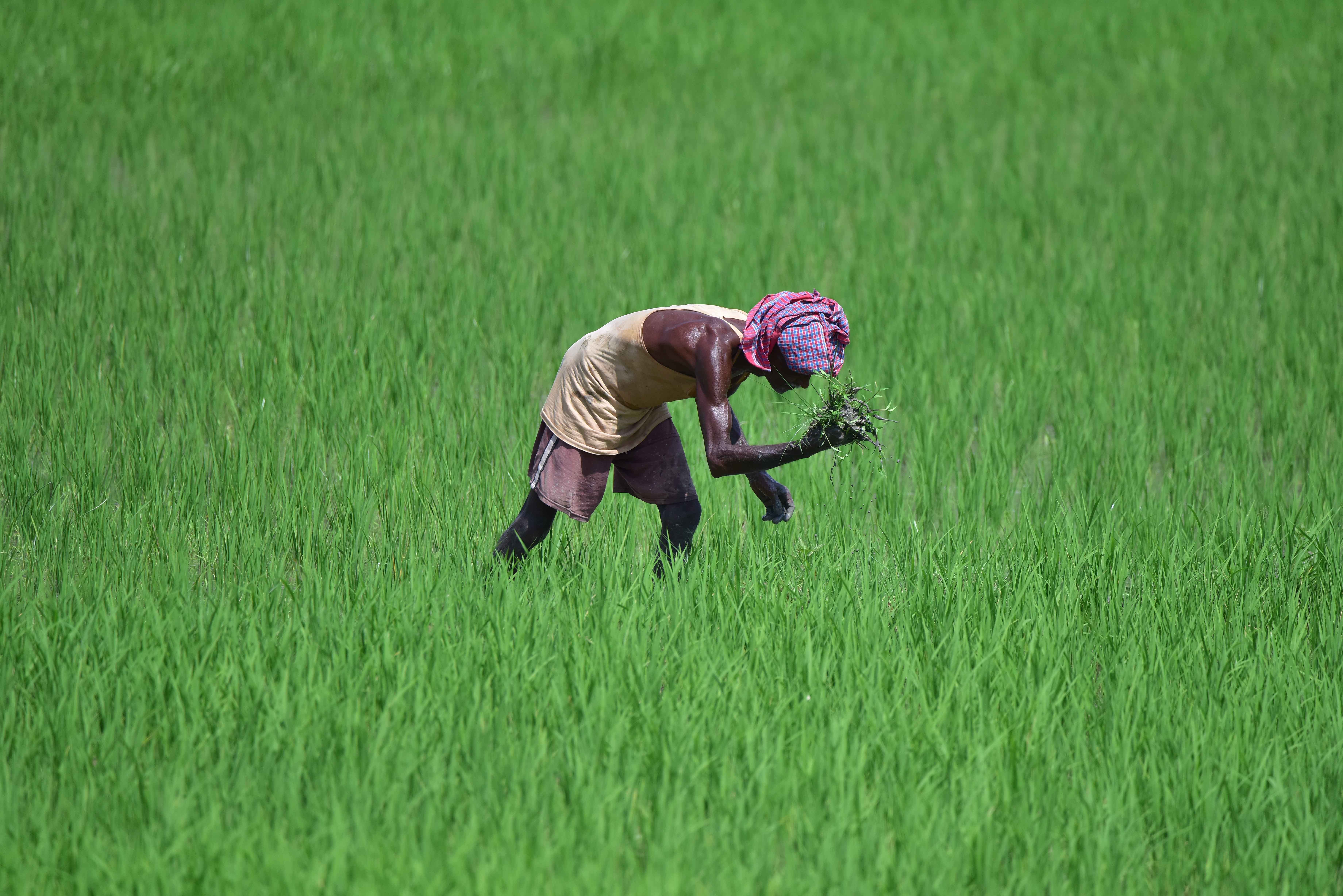 中东战事导致印度化肥产量锐减近四分之一