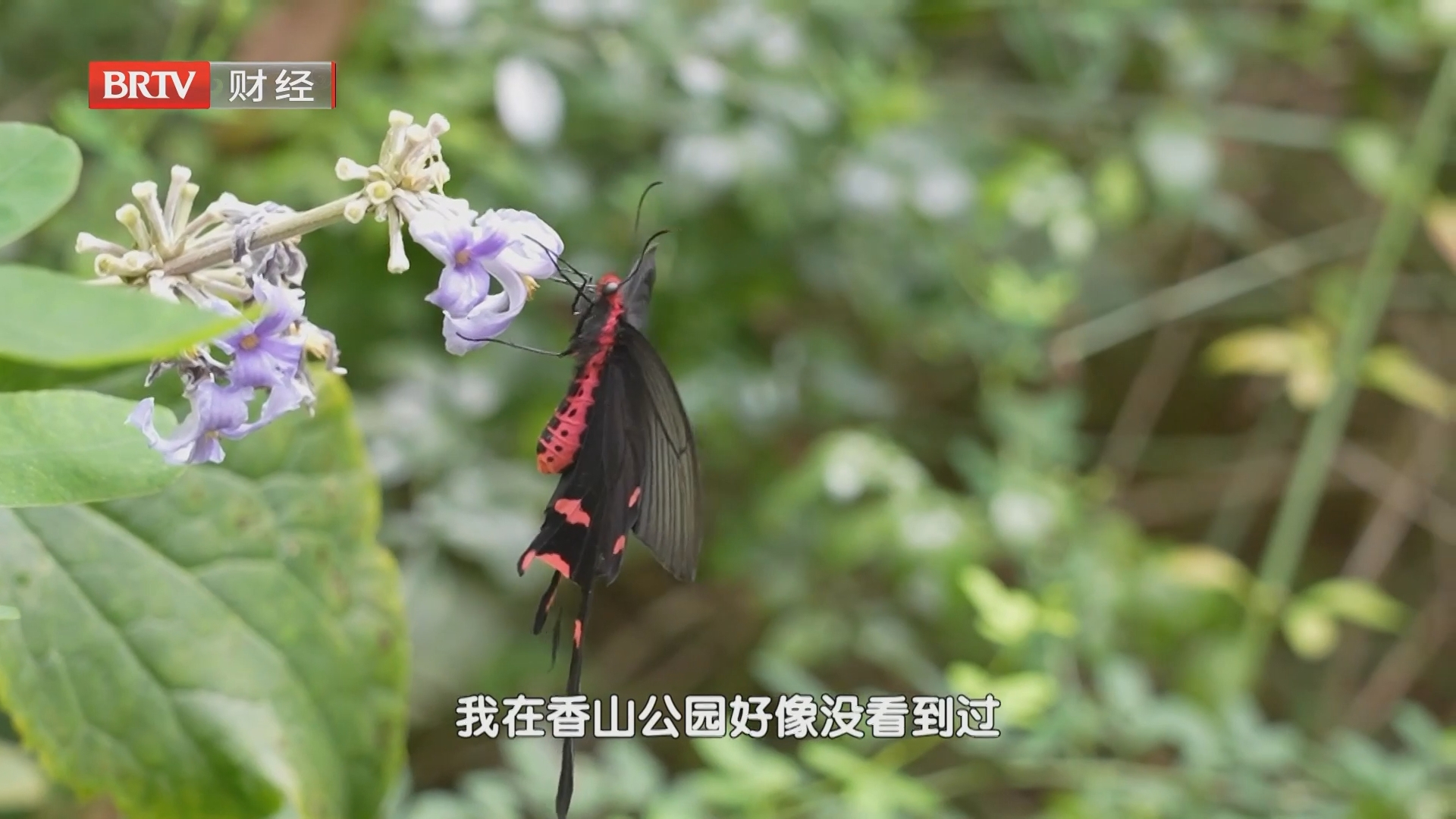 生态引蝶 夜赏观鱼 实属公园解锁经济增长新空间