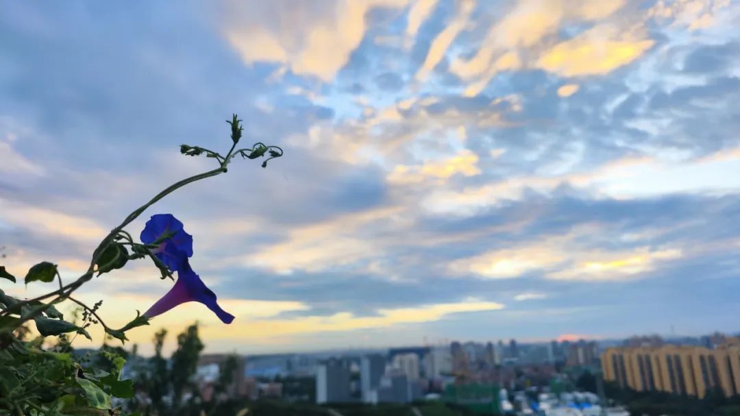 白天风和日丽宜出行 夜间有弱降雨