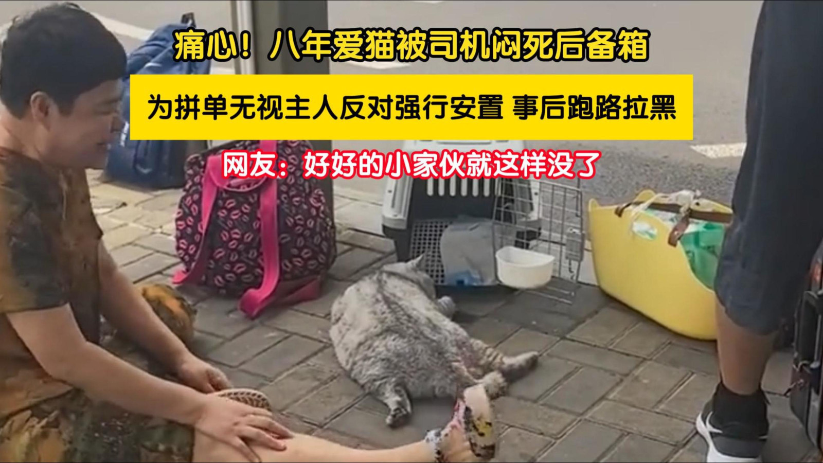 8年爱猫被司机塞后备箱缺氧致死 8年爱猫被司机塞后备箱缺氧致死