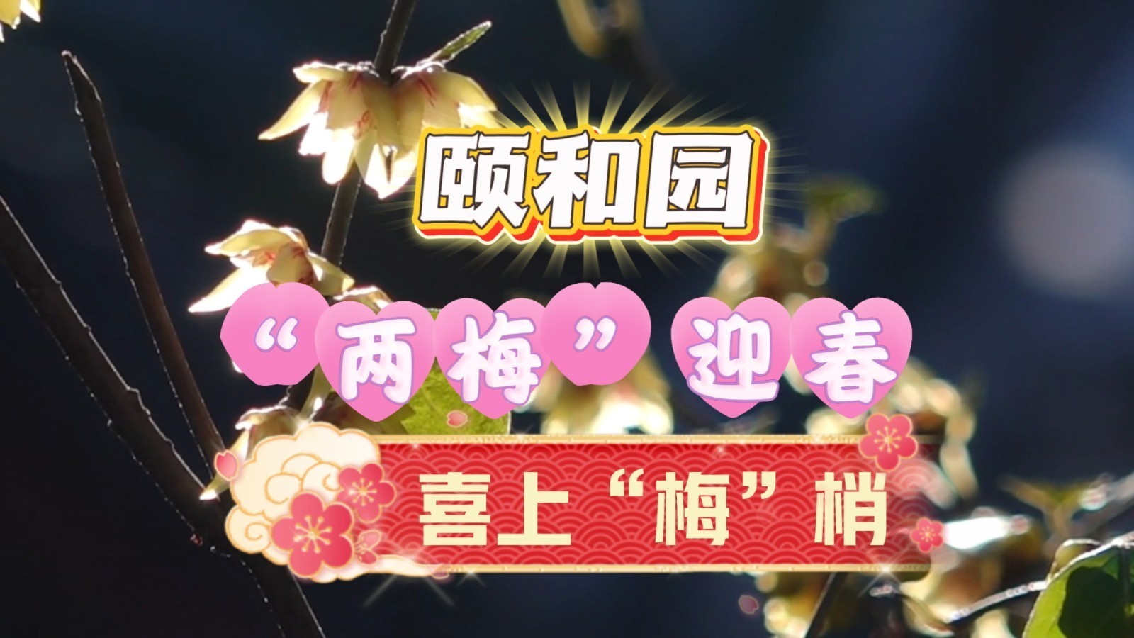 “两梅”迎春 喜上“梅”梢!京城20余处春节赏梅打卡点等你来体验 “两梅”迎春 喜上“梅”梢!京城20余处春节赏梅打卡点等你来体验