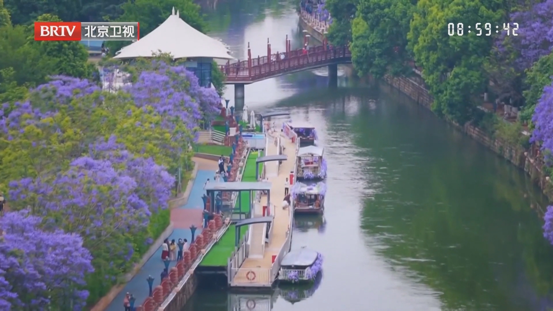云南昆明 蓝花楹盛放 赴一场紫色浪漫之约