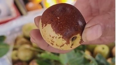 如何快速挑出脆甜冬枣 表皮颜色不是越红越好 红黄相间 口感最佳