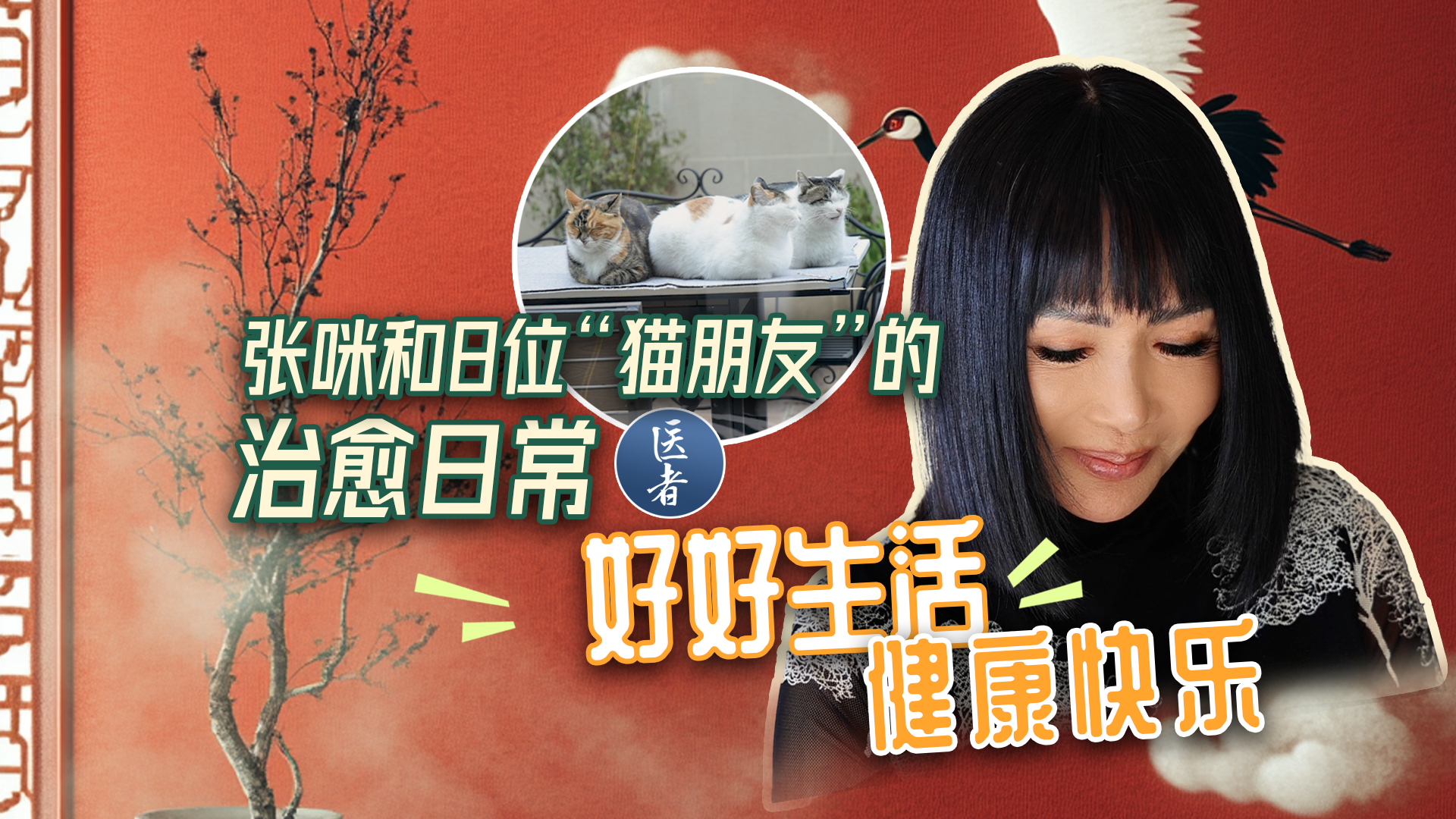 医者｜张咪和8位“猫朋友”的治愈日常 好好生活 健康快乐