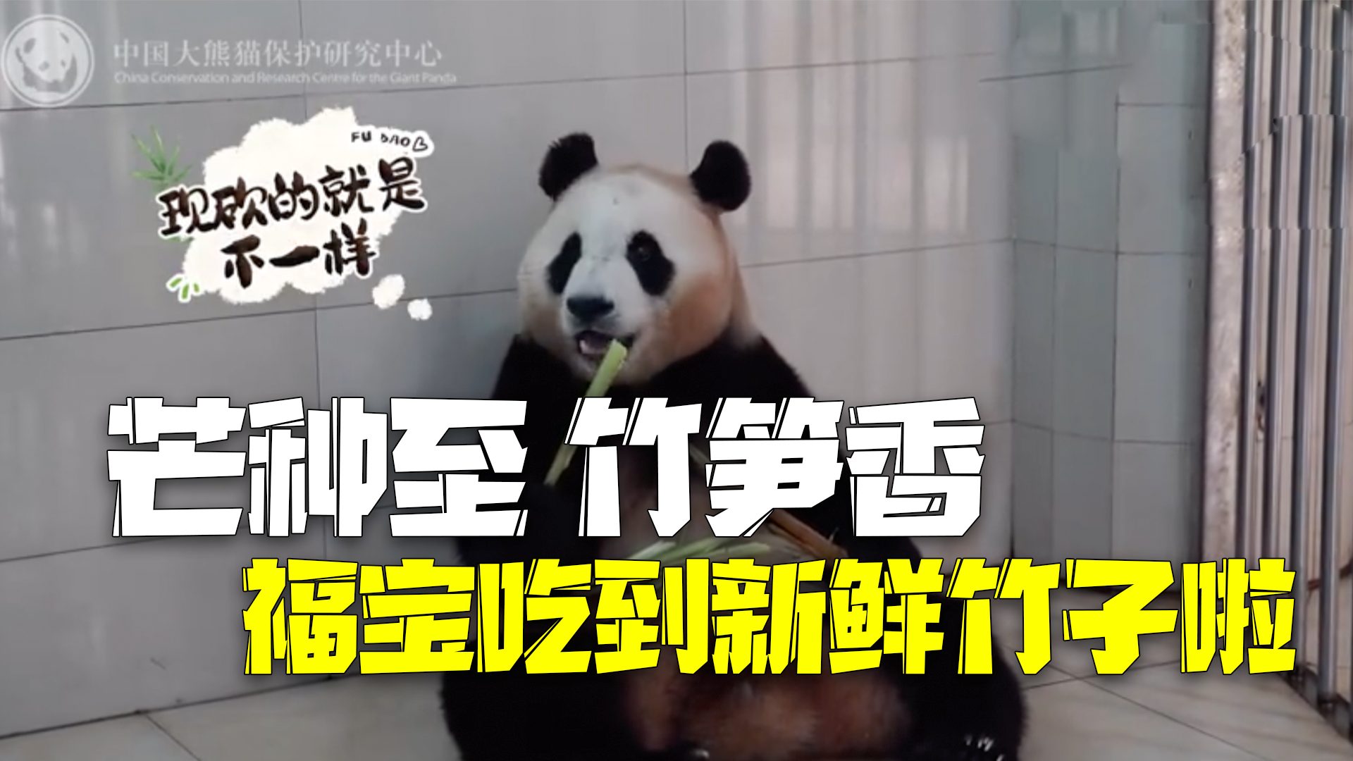 芒种至 竹笋香“福宝”吃到最新鲜竹子啦 芒种至 竹笋香“福宝”吃到最新鲜竹子啦