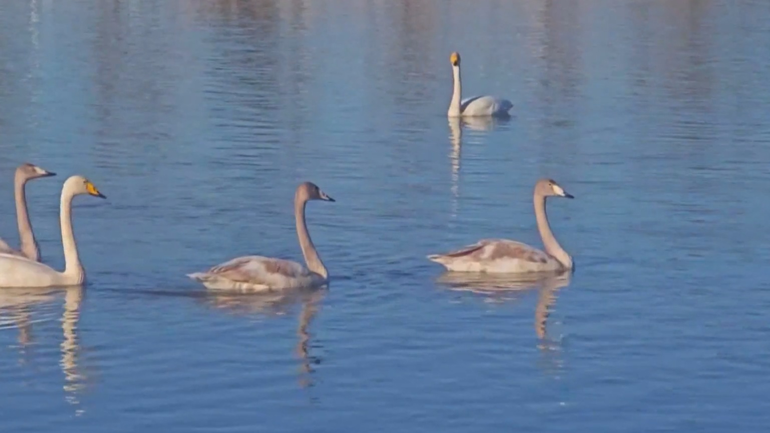 春风送暖万物苏 万鸟翩跹归密云 春风送暖万物苏 万鸟翩跹归密云