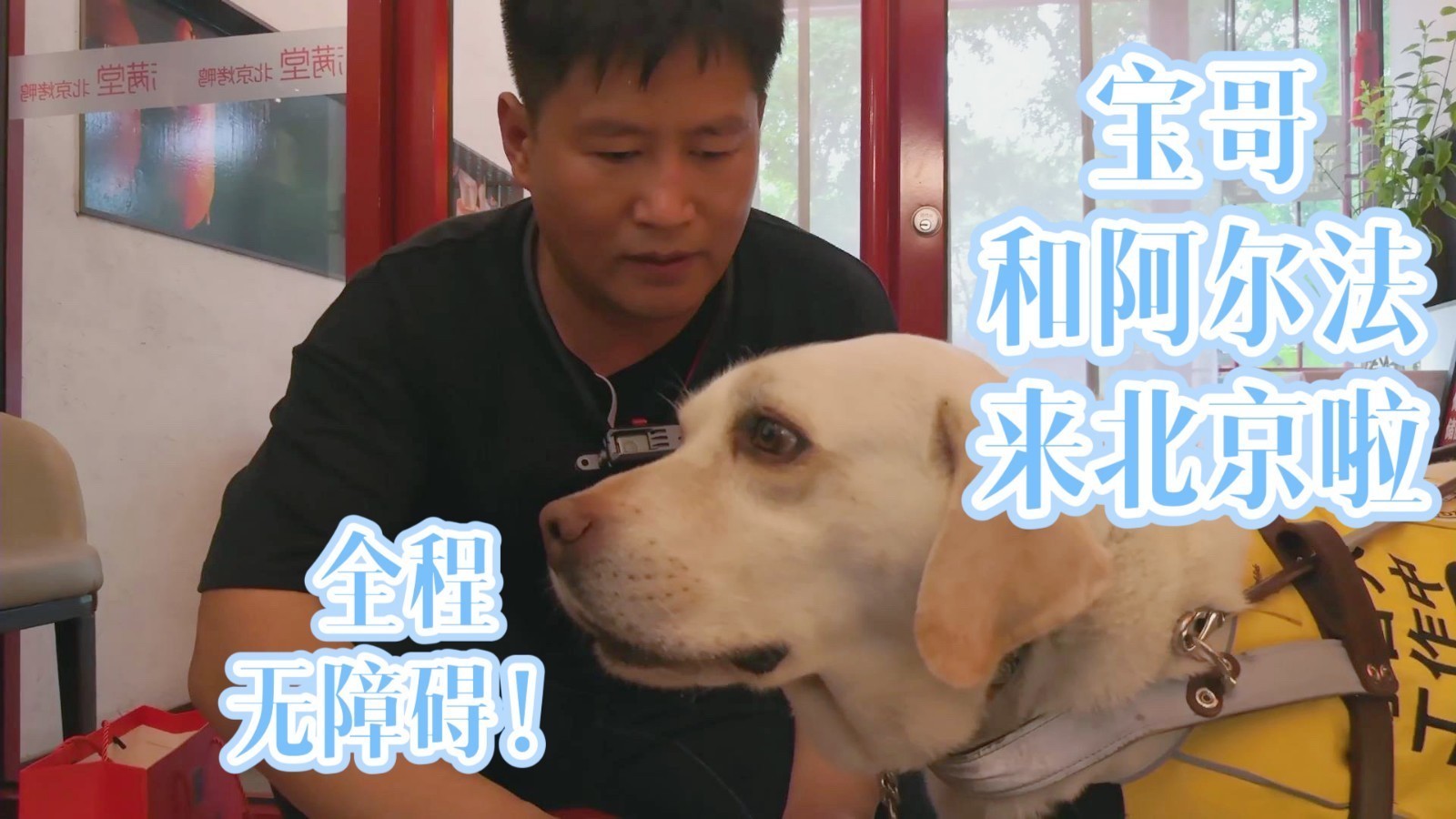“无论走到哪里都不怕！”宝哥和导盲犬阿尔法来北京，全程无障碍
