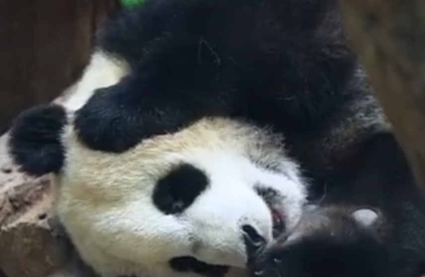 熊猫宝宝睡觉也爱嘬手指
