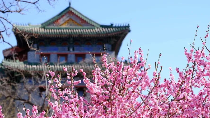 梅花盛放!京城“梅园”汇总来了! 梅花盛放!京城“梅园”汇总来了!