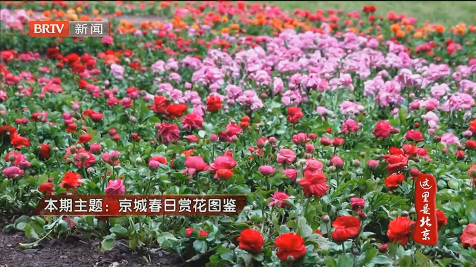 《这里是北京》20260409京城春日赏花图鉴