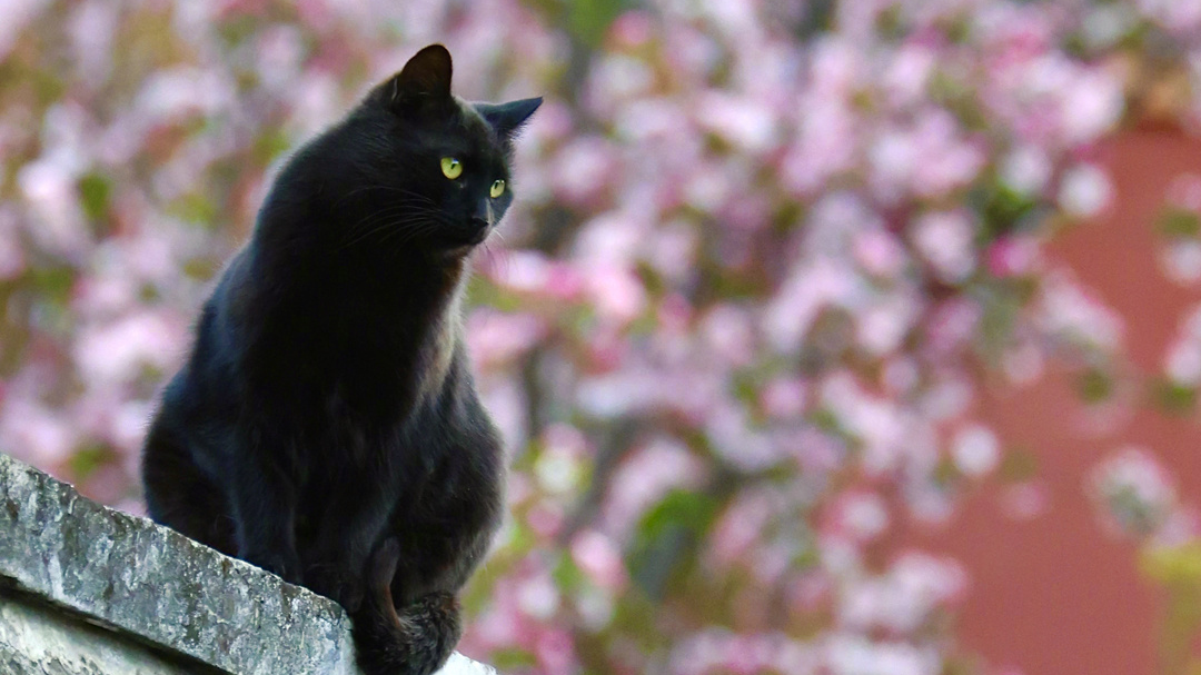 故宫猫咪壁纸上新！今日北京大风，宜“猫”在家中~