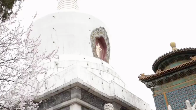 京城追春丨北海山桃映白塔 琼岛春阴景初现 京城追春丨北海山桃映白塔 琼岛春阴景初现