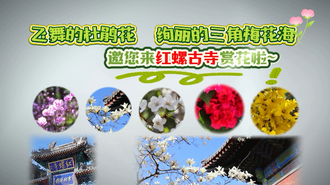 飞舞的杜鹃花 绚丽的三角梅花海 邀您来红螺古寺赏花啦~