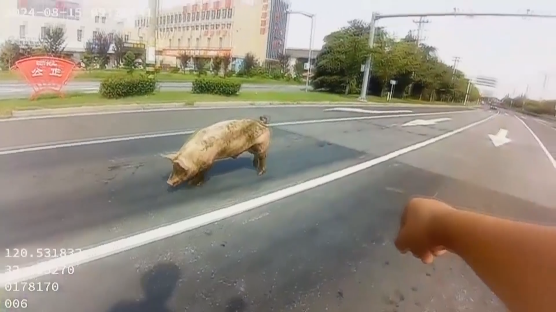 “二师兄”公路上“越狱” 交警擒拿归案