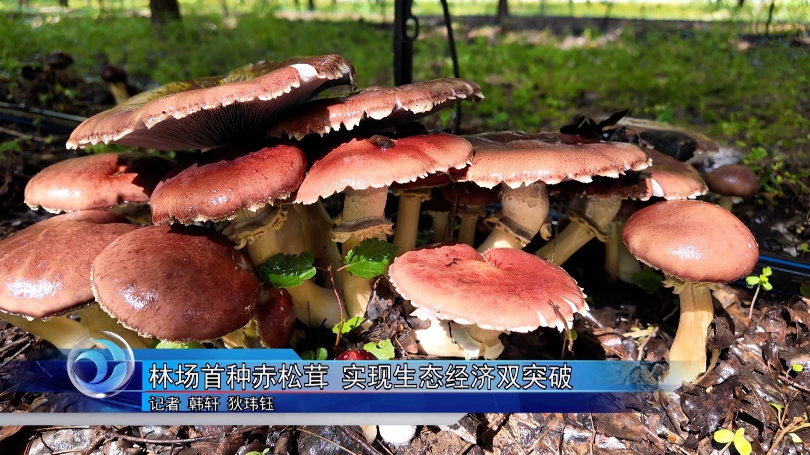 林场首种赤松茸 实现生态经济双突破 林场首种赤松茸 实现生态经济双突破