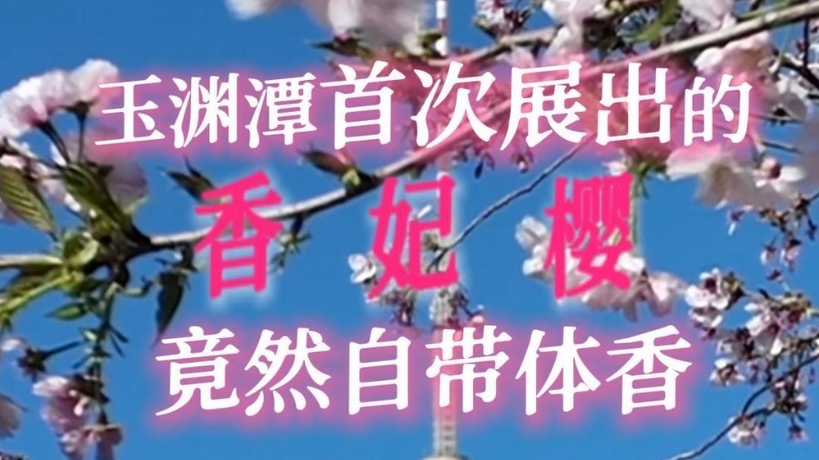 这樱花,竟然有“香妃”的体香! 这樱花,竟然有“香妃”的体香!