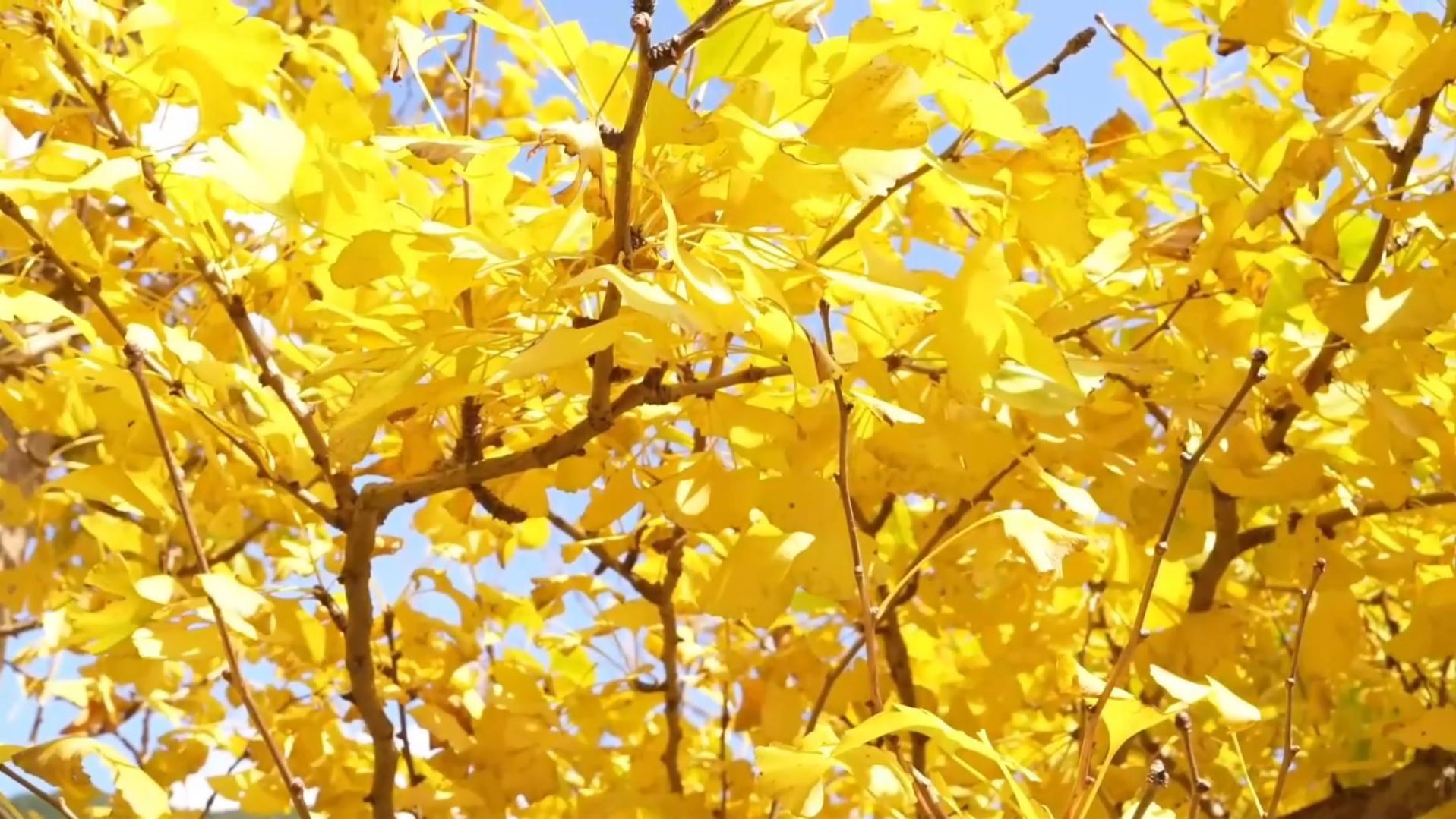 落叶缤纷美如画 在“古银杏之乡”邂逅金色浪漫