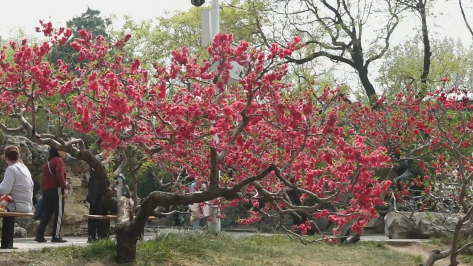 “2025京津冀全民赏花季”启动