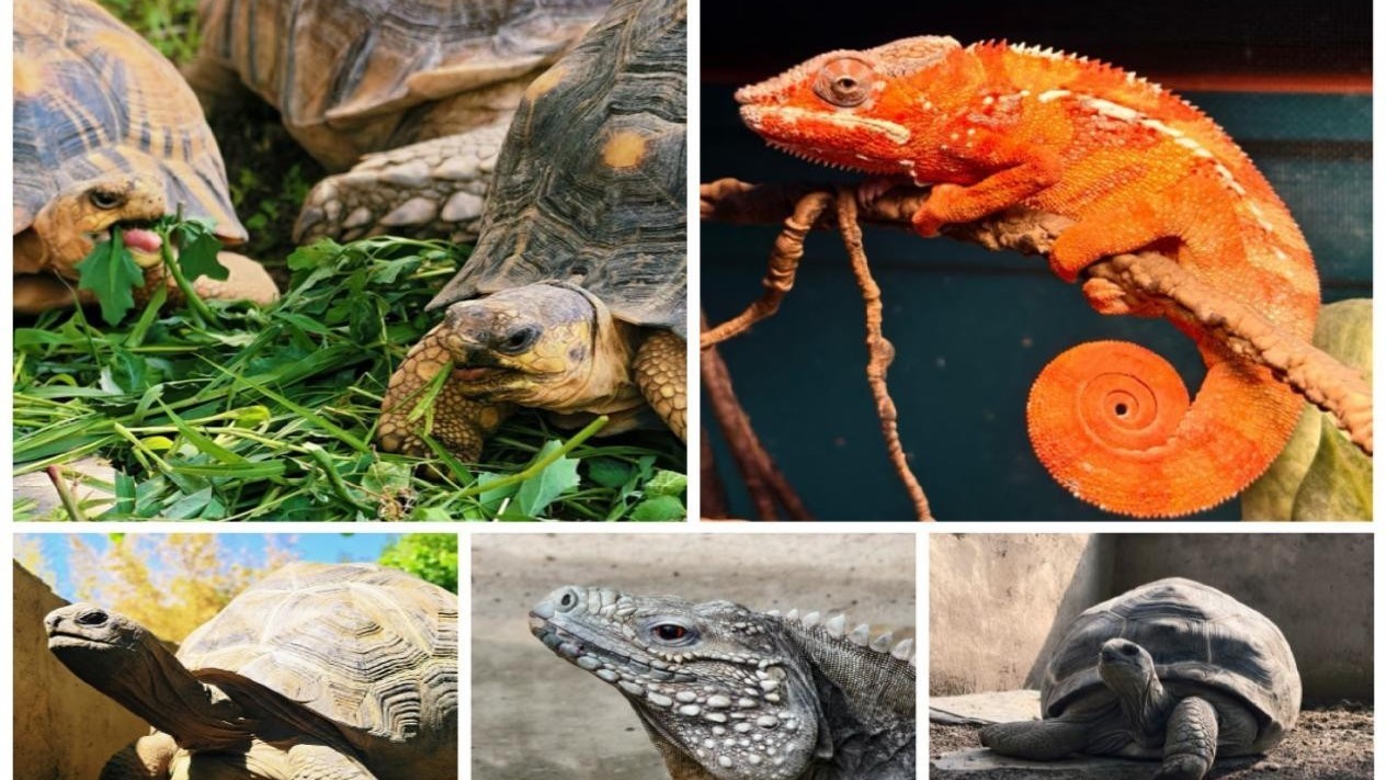 鳞甲之光，生命共生！2026北京世爬展暨全球爬宠盛典6月平谷重磅启幕