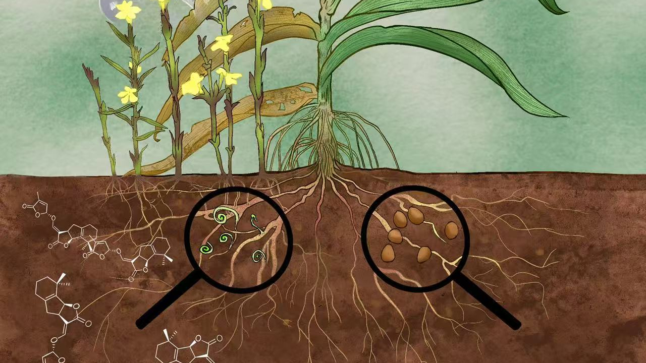 科学家发现关键基因 帮助农作物抵御寄生植物威胁