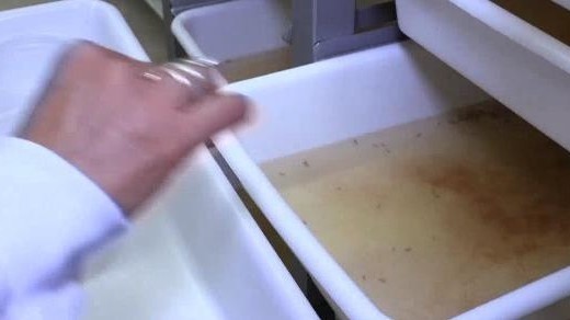 哥伦比亚“蚊子工厂”：用改良蚊子阻断登革热传播途径