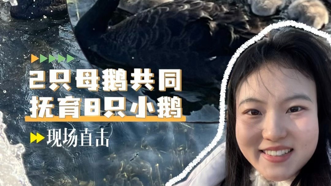 圆明园新增8只天鹅宝宝