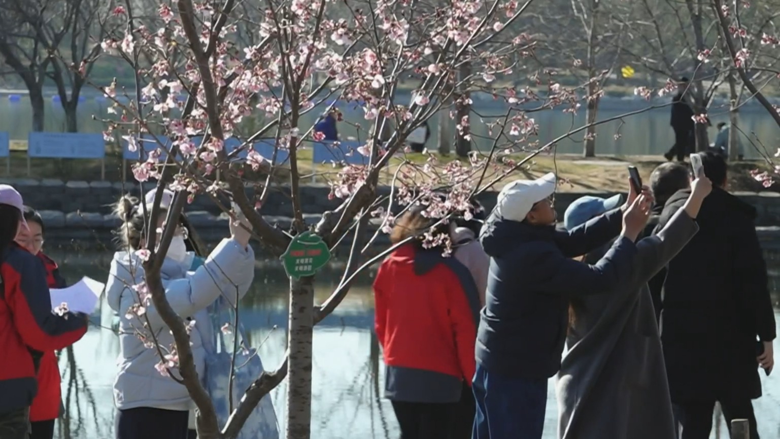 本市已进入春季花粉期 本市已进入春季花粉期
