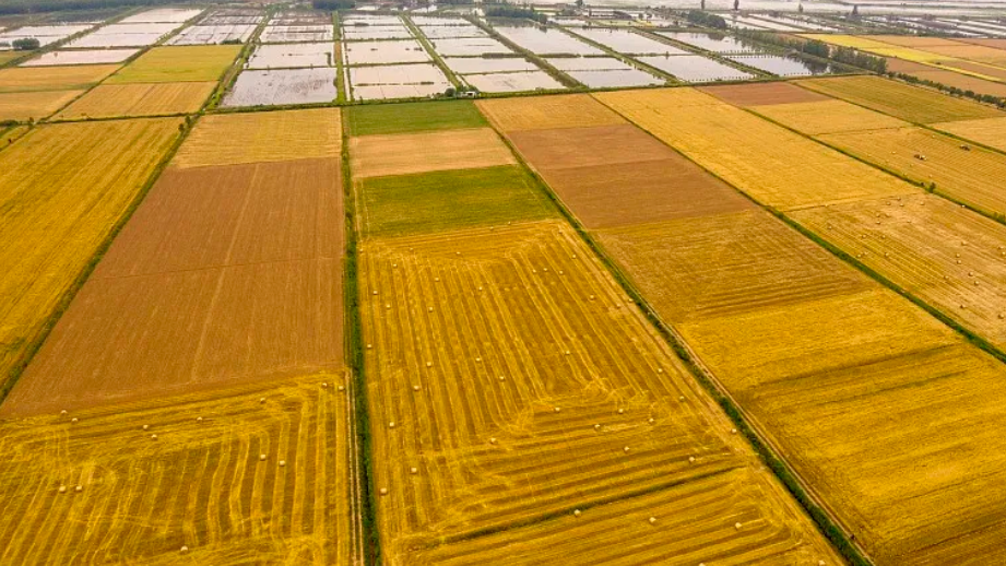 历史第二高产年,今年全国夏粮产量2994.8亿斤 历史第二高产年,今年全国夏粮产量2994.8亿斤