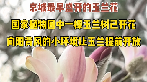 国家植物园出现今春“玉兰第一花”