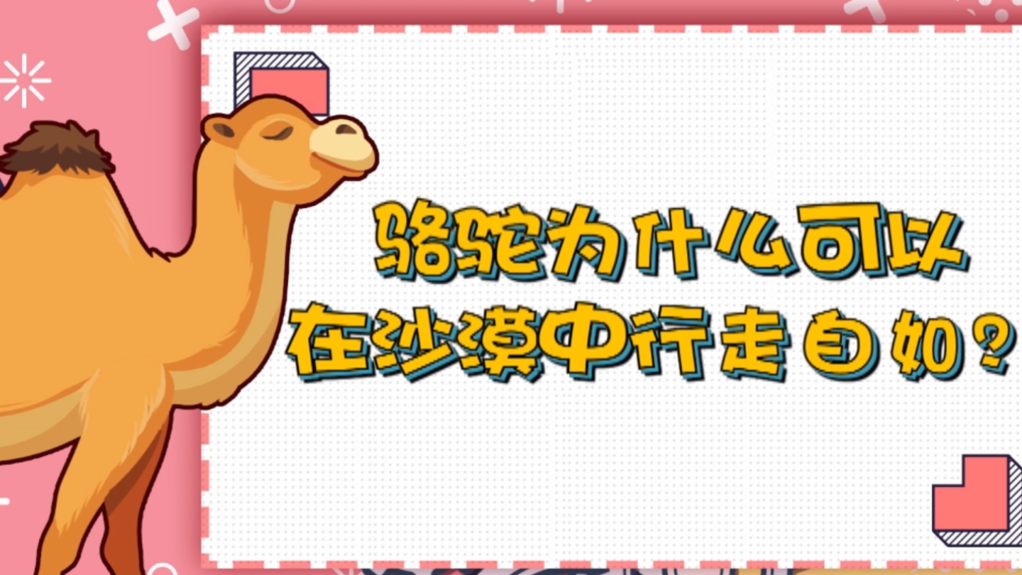 骆驼在沙漠中为什么可以行走自如