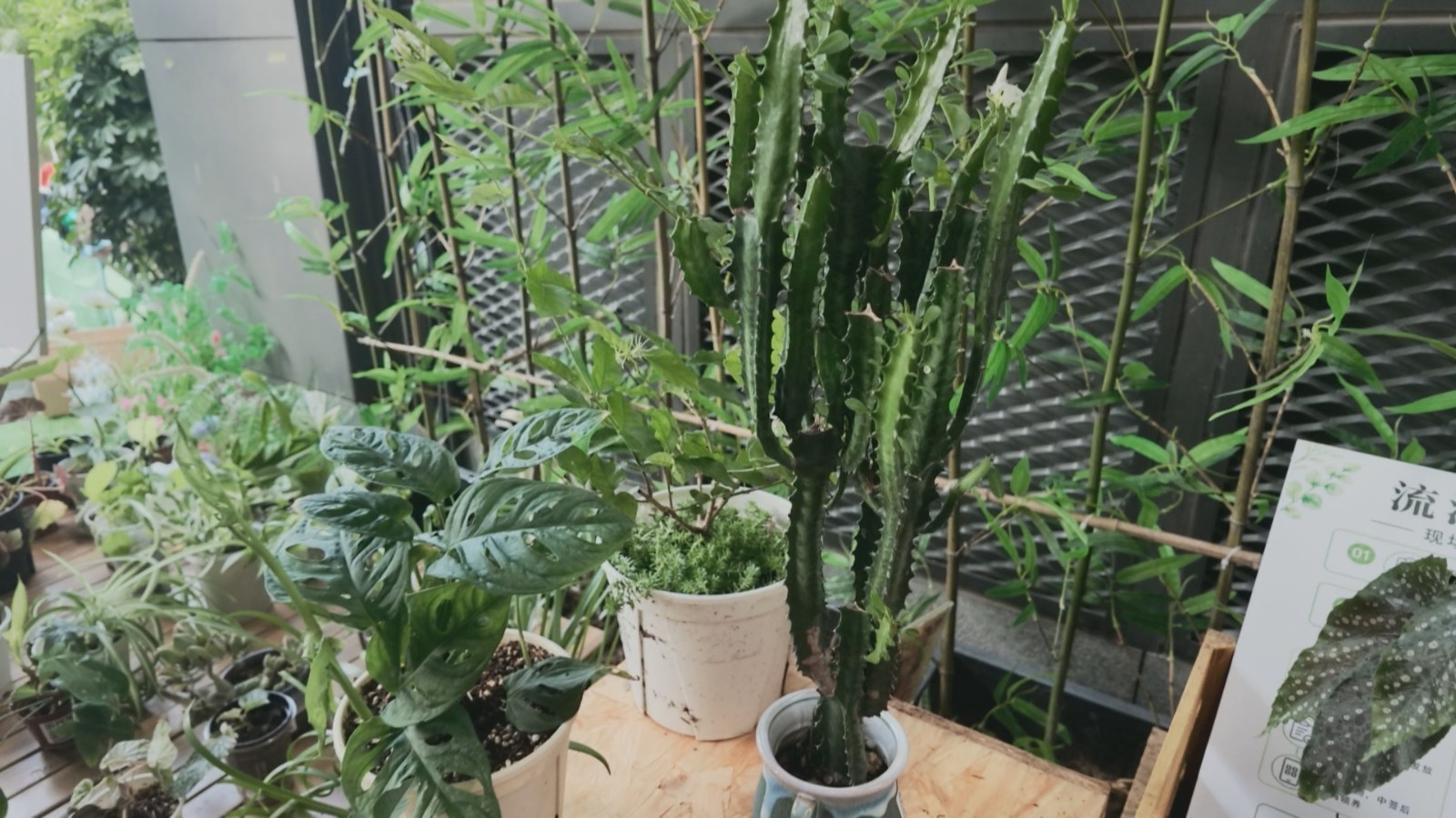 隆福寺活动又上新！一起来感受植物带来的治愈力量