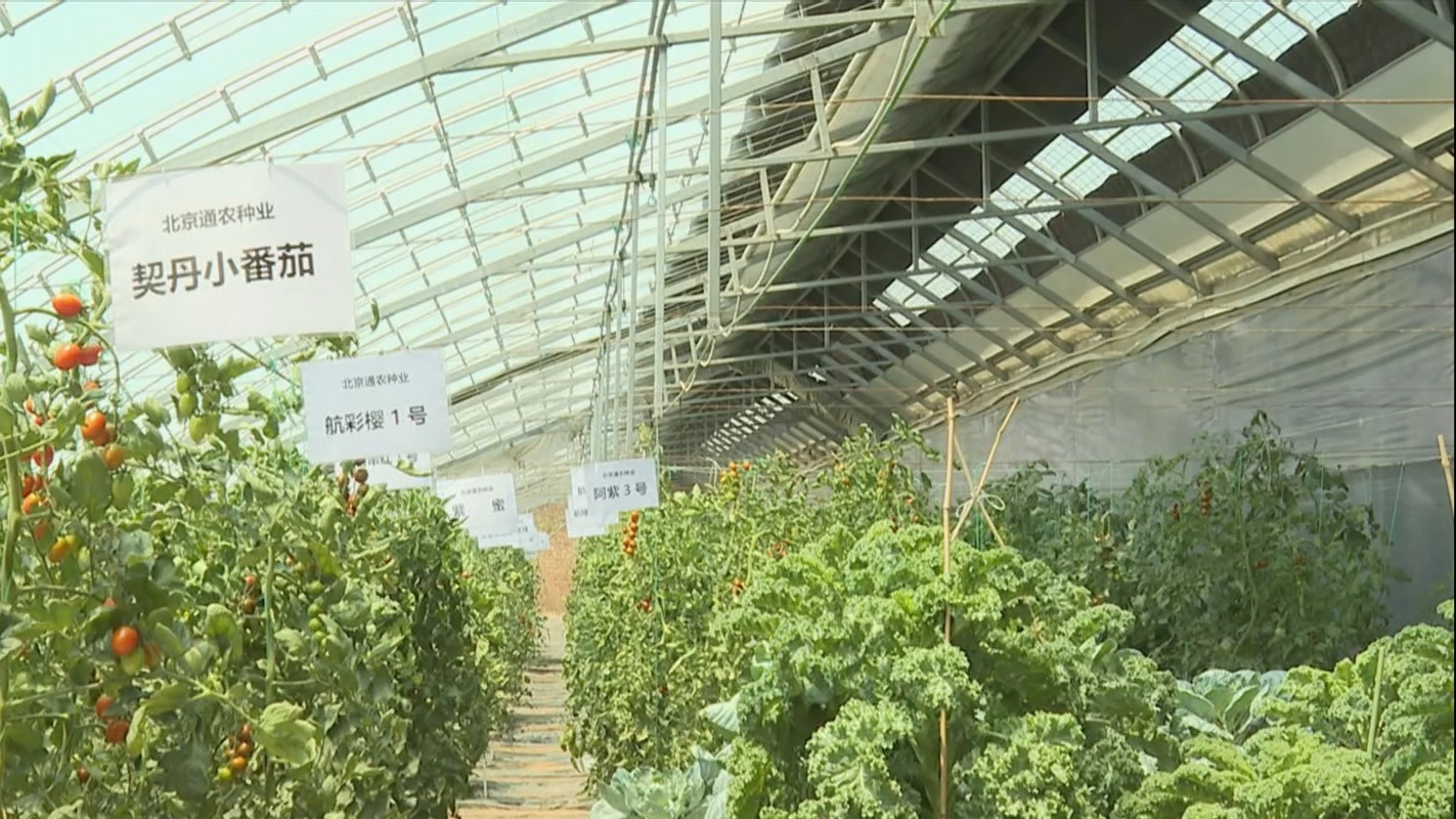 通州造“番茄育种芯片”年内上市 将大幅降低种子基因检测成本