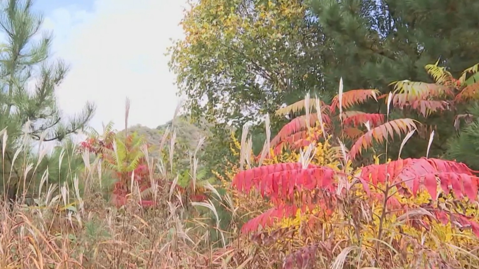 延庆玉渡山:红叶漫山映雅趣 秋意渐浓惹人醉 延庆玉渡山:红叶漫山映雅趣 秋意渐浓惹人醉