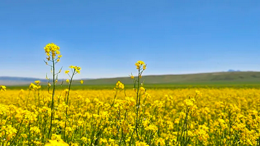 油菜开花期能打药吗？怎么保护蜜蜂？