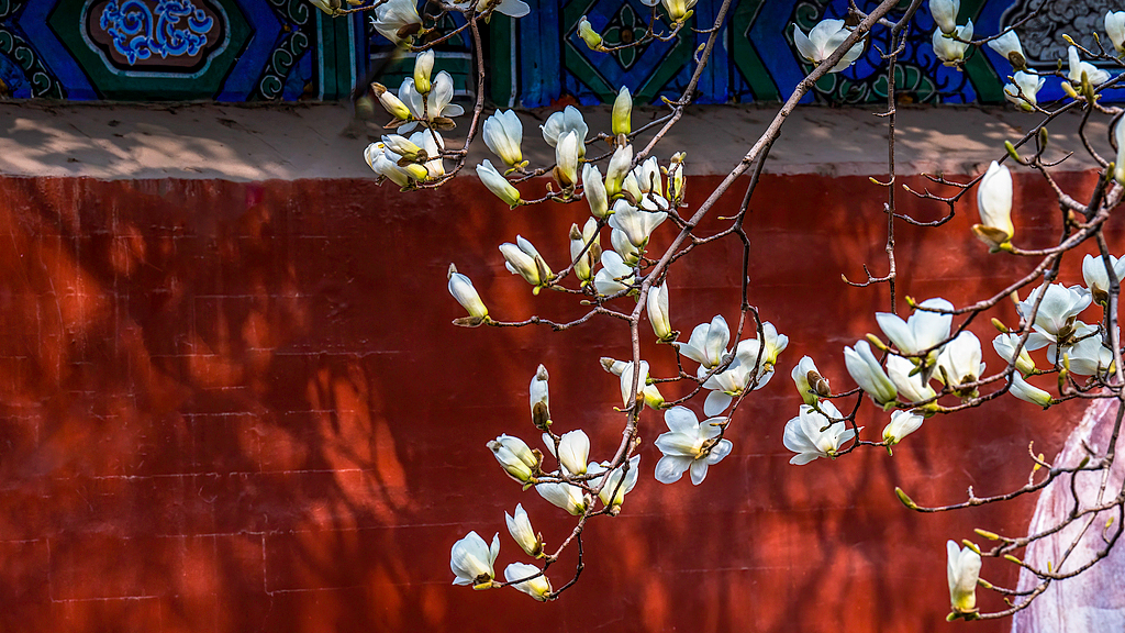 北京7座古刹，藏着春天独一份禅意花事