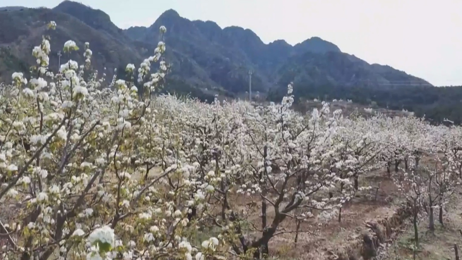 桃醉平谷·第三届镇罗营镇梨花谷雨休闲季开幕