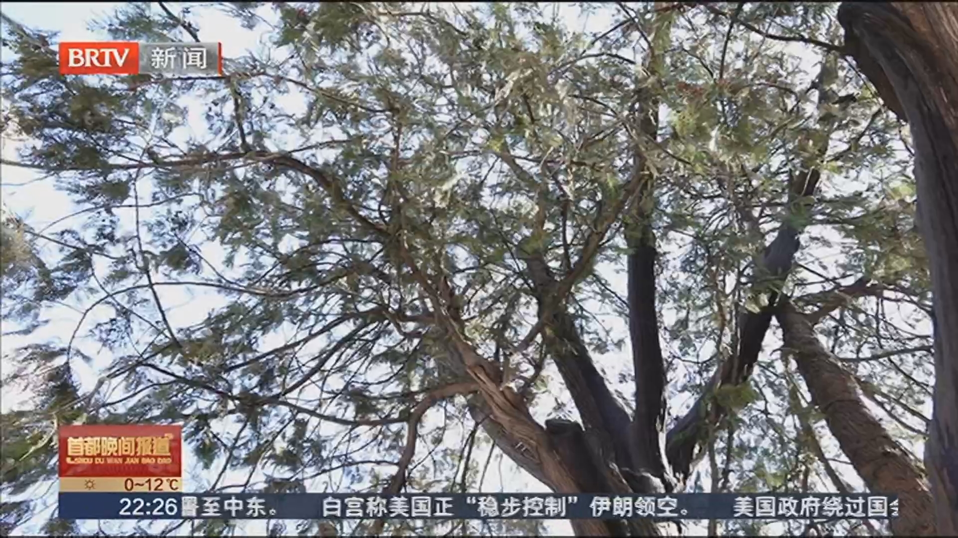 花粉监测预报与花粉健康宝 帮助“过敏星人”与花粉共处