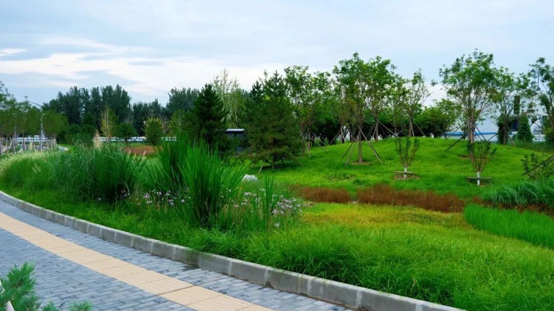 副中心这条3公里慢行道正式开放!一路穿林赏花—— 副中心这条3公里慢行道正式开放!一路穿林赏花——