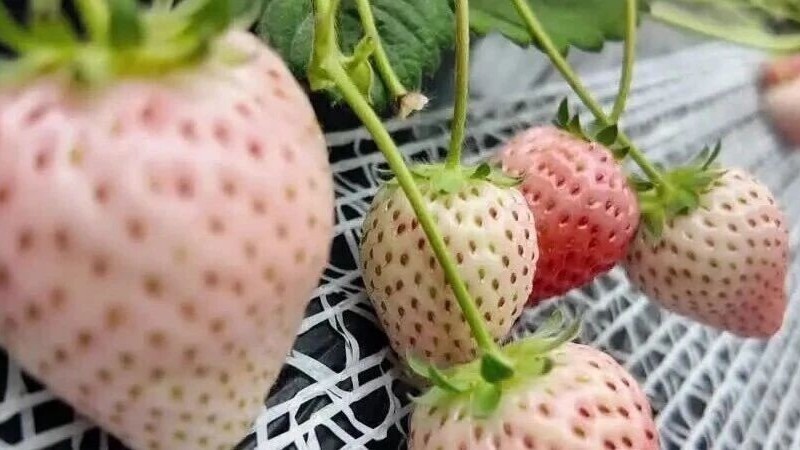 顺义草莓拿下了全市最高奖！这颗“粉玉”到底有多惊艳？