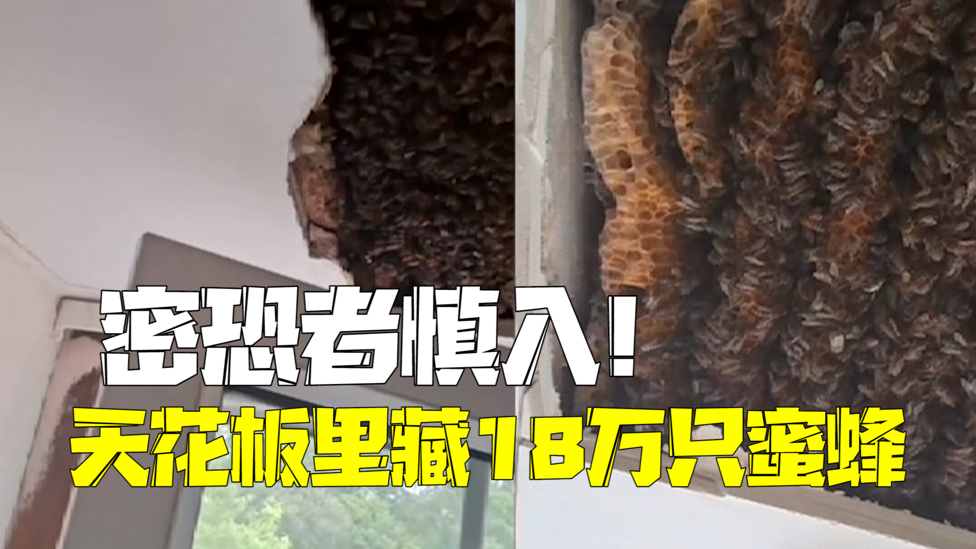 密恐者慎入！英国一家人被嗡嗡声困扰数年 天花板里竟藏18万只蜜蜂_北京时间