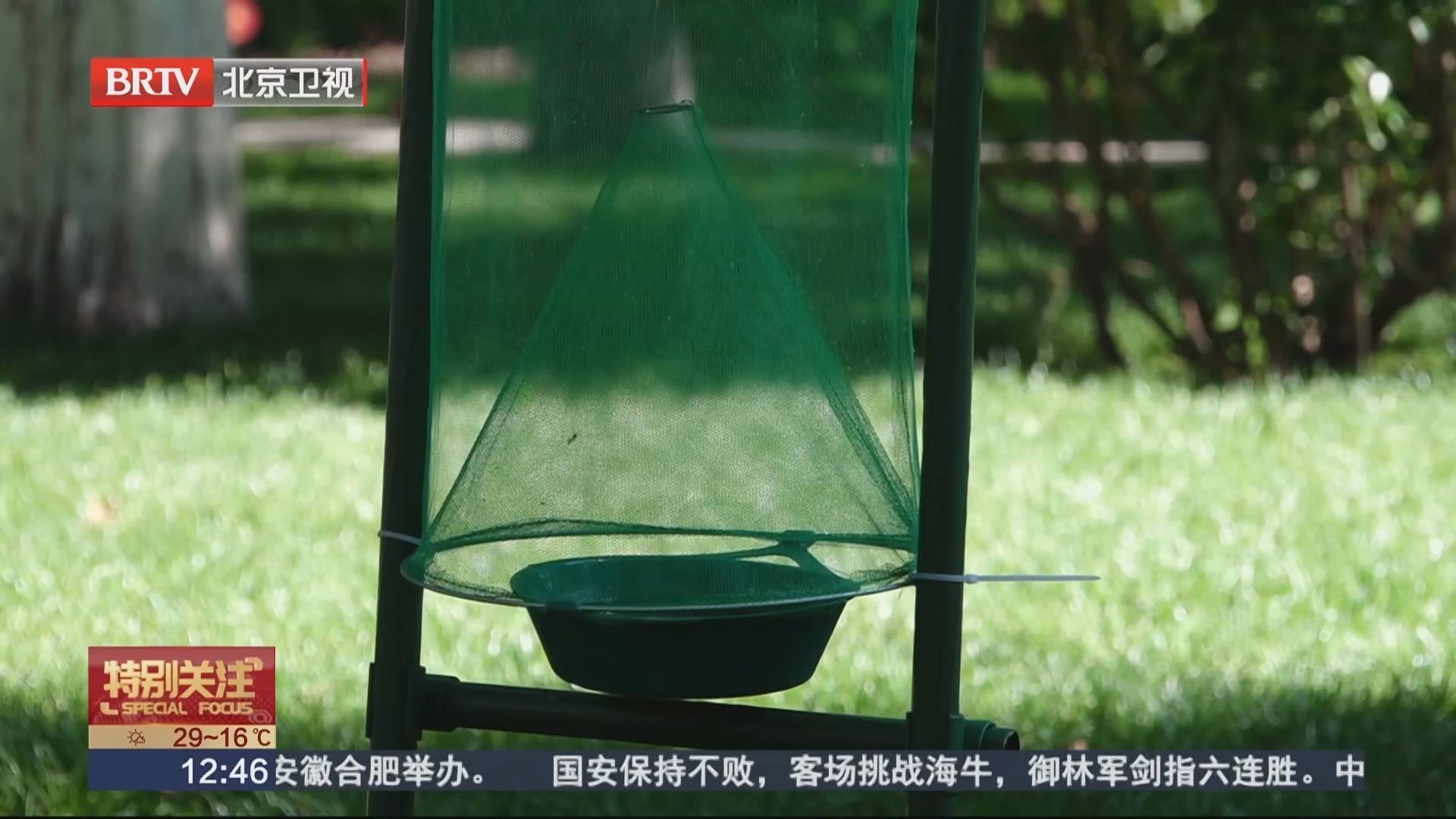 隐翅虫进入活跃期 看到这种虫子千万不要拍打