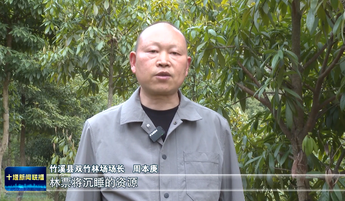 全省首单林票在竹溪签发 111.6亩珍稀楠木林“变现”200万元_北京时间