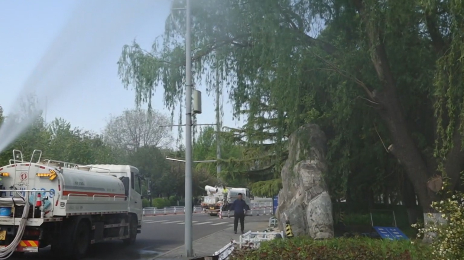 本市进入杨柳飞絮第二个高发期