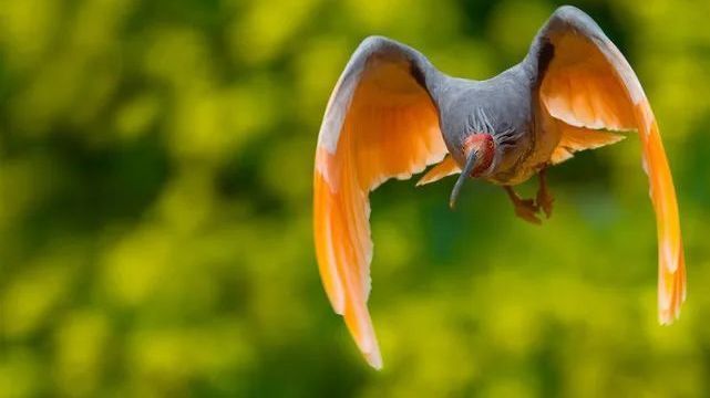 萌死了！北京网红动物集合完毕，速来围观——