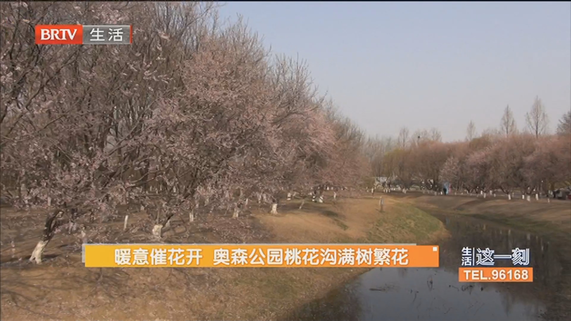 暖意催花开 奥森公园桃花沟满树繁花