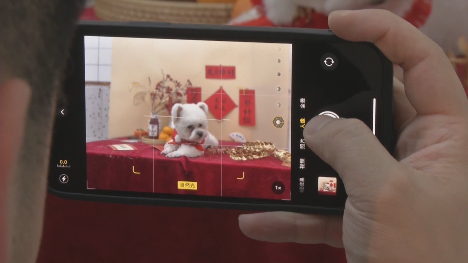 春节倒计时 宠物“美容美发”进入高峰期 春节倒计时 宠物“美容美发”进入高峰期