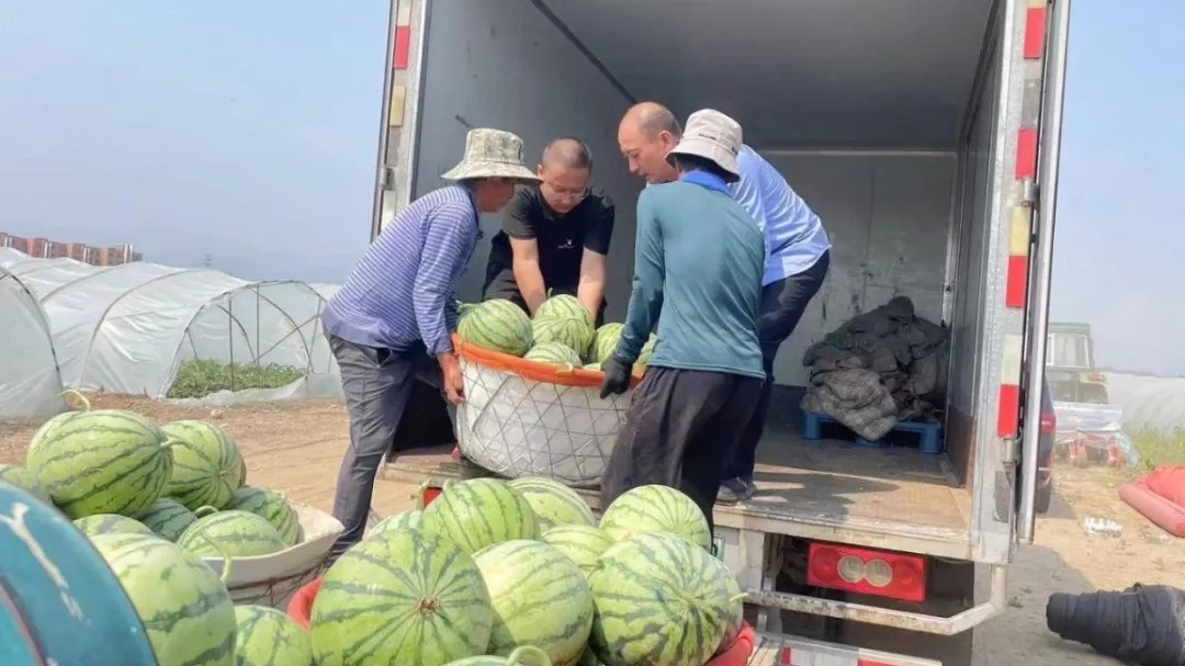 北京昌平｜秋茬西瓜上市，“甜蜜”产业带动农民增收！