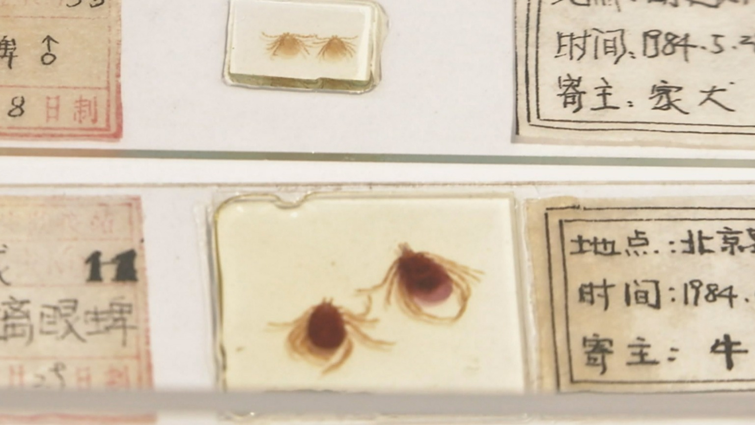 北京疾控提醒:踏青游玩做好防护 防止蜱虫叮咬 北京疾控提醒:踏青游玩做好防护 防止蜱虫叮咬