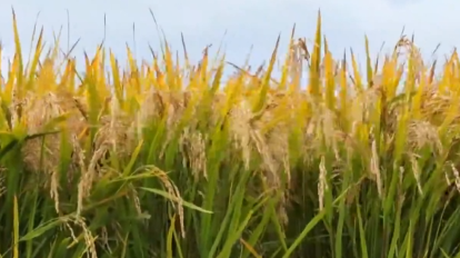 【习声回响】科技兴农 将饭碗牢牢端在自己手里